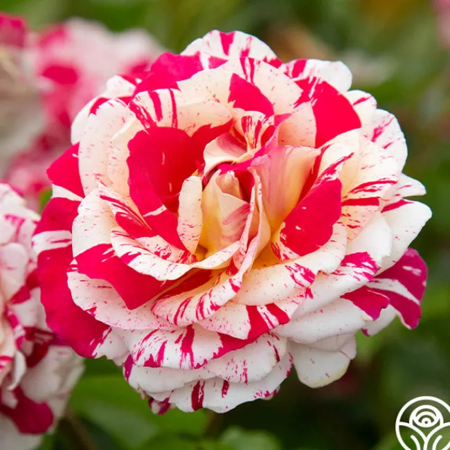 Neil Diamond>Heirloom Roses Discount