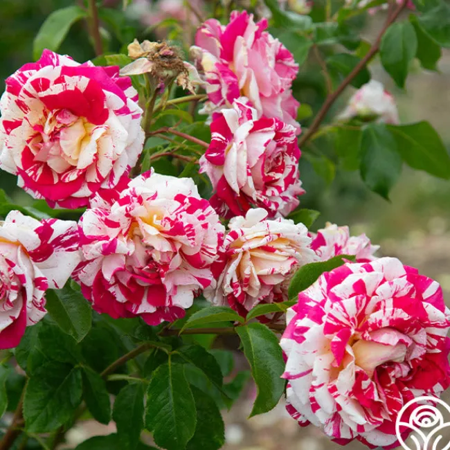 Neil Diamond>Heirloom Roses Discount