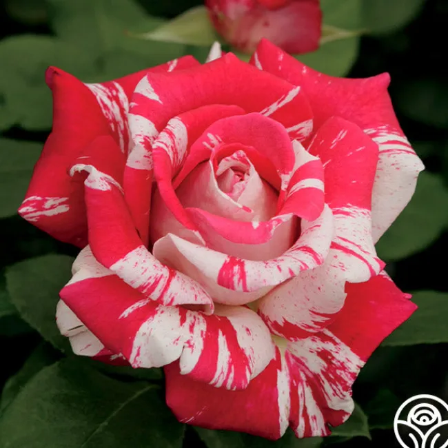 Neil Diamond>Heirloom Roses Discount