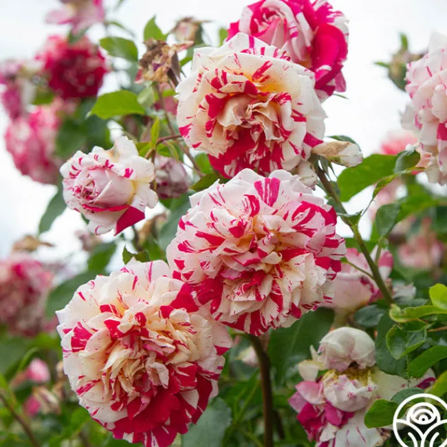 Neil Diamond>Heirloom Roses Discount