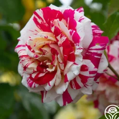 Neil Diamond><noscript><img width=