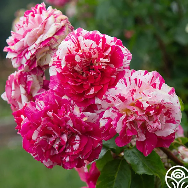 Neil Diamond>Heirloom Roses Discount