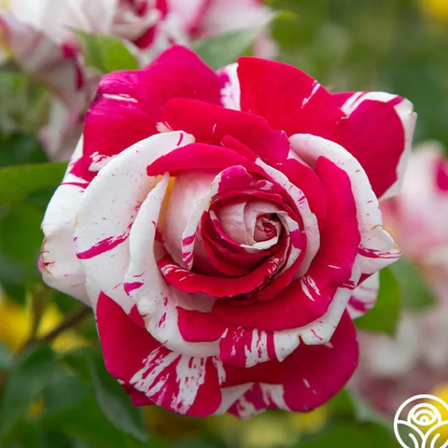 Neil Diamond>Heirloom Roses Discount