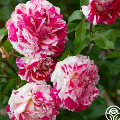 Neil Diamond><noscript><img width=