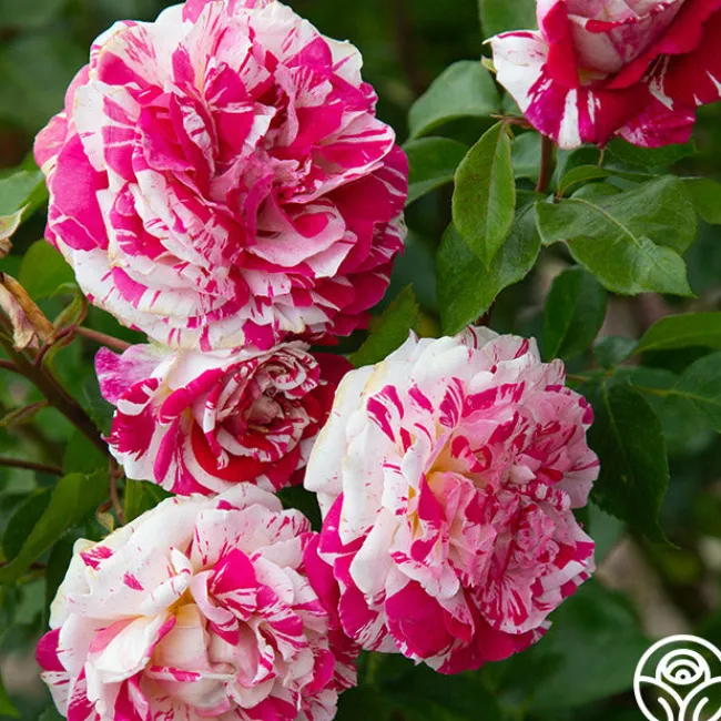 Neil Diamond>Heirloom Roses Discount