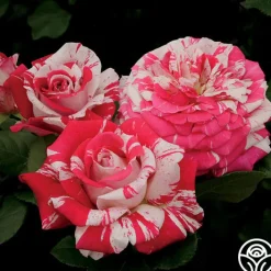 Neil Diamond><noscript><img width=