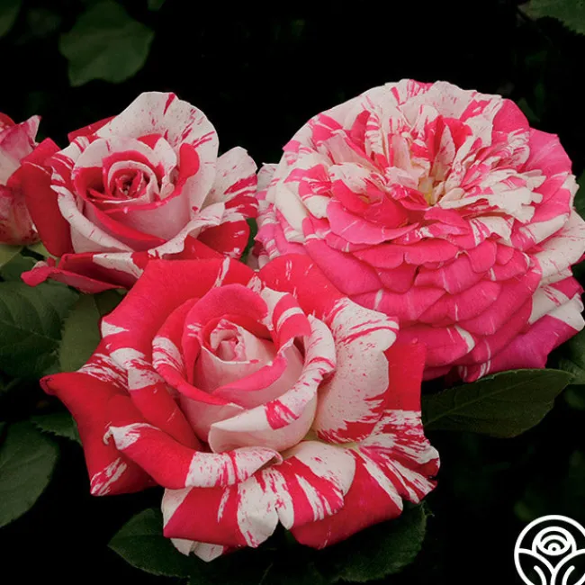 Neil Diamond>Heirloom Roses Discount