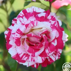 Neil Diamond><noscript><img width=