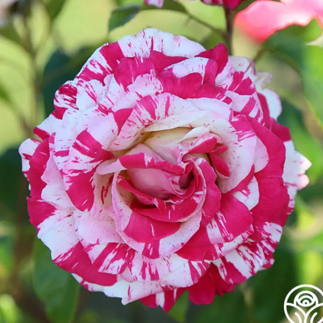 Neil Diamond>Heirloom Roses Discount