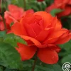 Nelson Mandela>Heirloom Roses Sale