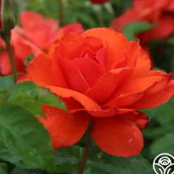 Nelson Mandela>Heirloom Roses Sale