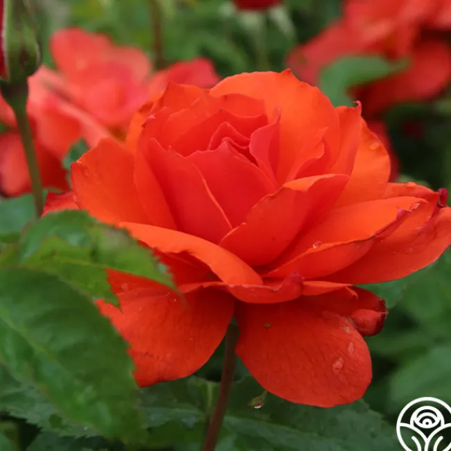 Nelson Mandela>Heirloom Roses Sale