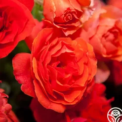 Nelson Mandela>Heirloom Roses Sale