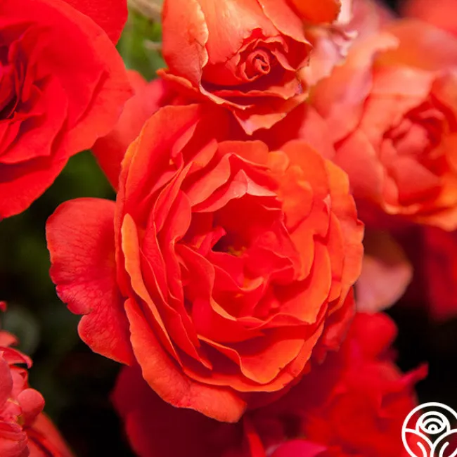 Nelson Mandela>Heirloom Roses Sale