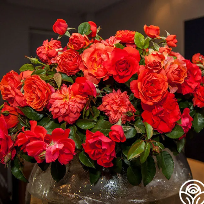 Nelson Mandela>Heirloom Roses Sale