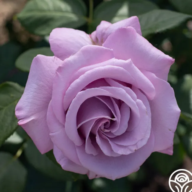 Neptune™>Heirloom Roses Sale