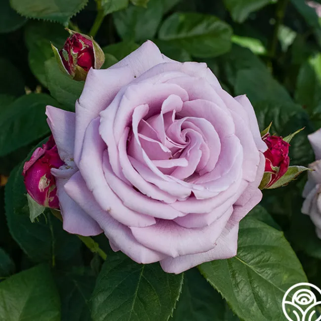 Neptune™>Heirloom Roses Sale