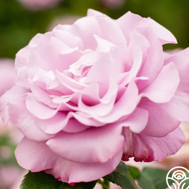 Neptune™>Heirloom Roses Sale