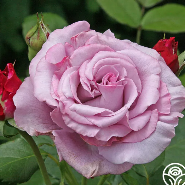 Neptune™>Heirloom Roses Sale