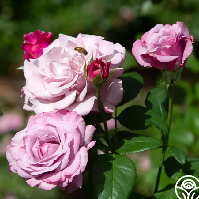 Neptune™>Heirloom Roses Sale