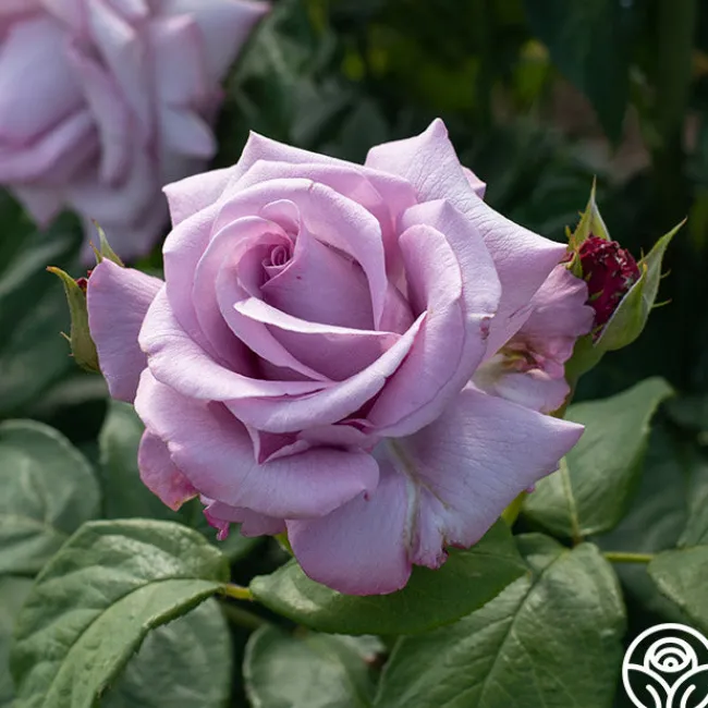 Neptune™>Heirloom Roses Sale