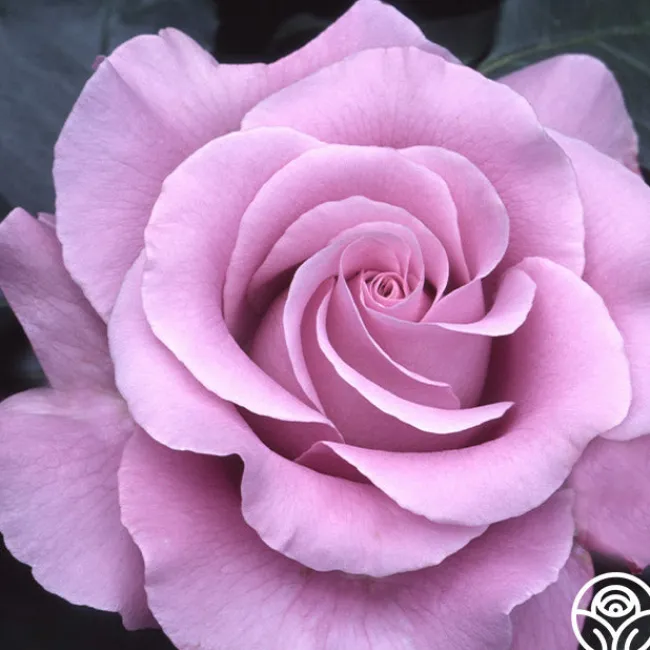 Neptune™>Heirloom Roses Sale