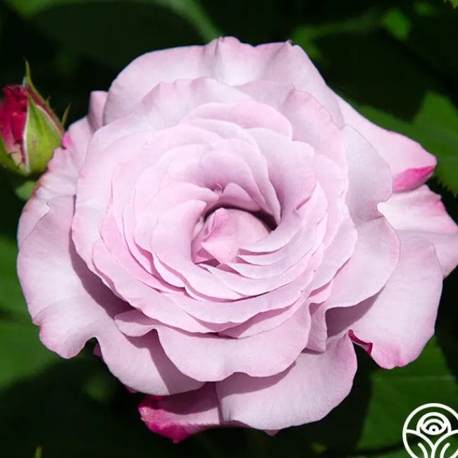 Neptune™>Heirloom Roses Sale