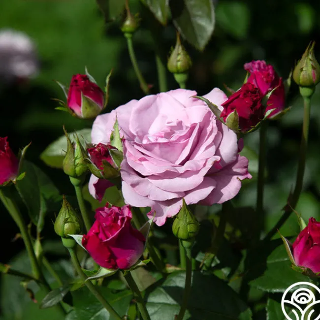 Neptune™>Heirloom Roses Sale