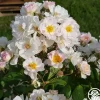 Never Forget Rose®>Heirloom Roses
