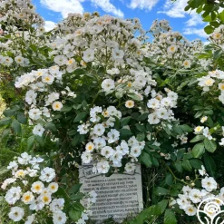 Never Forget Rose®><noscript><img width=