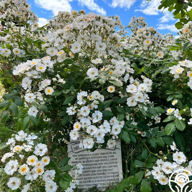 Never Forget Rose®>Heirloom Roses
