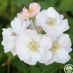 Never Forget Rose®><noscript><img width=