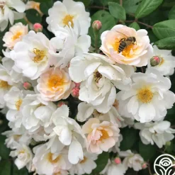 Never Forget Rose®><noscript><img width=