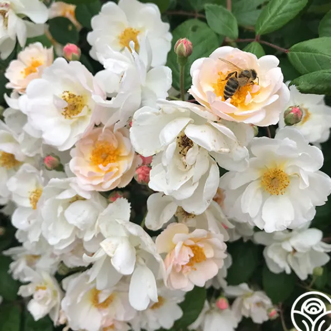 Never Forget Rose®>Heirloom Roses
