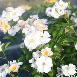 Never Forget Rose®><noscript><img width=