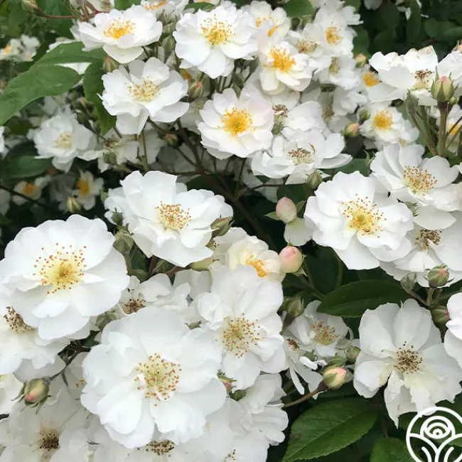 Never Forget Rose®>Heirloom Roses