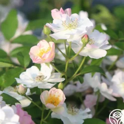 Never Forget Rose®><noscript><img width=