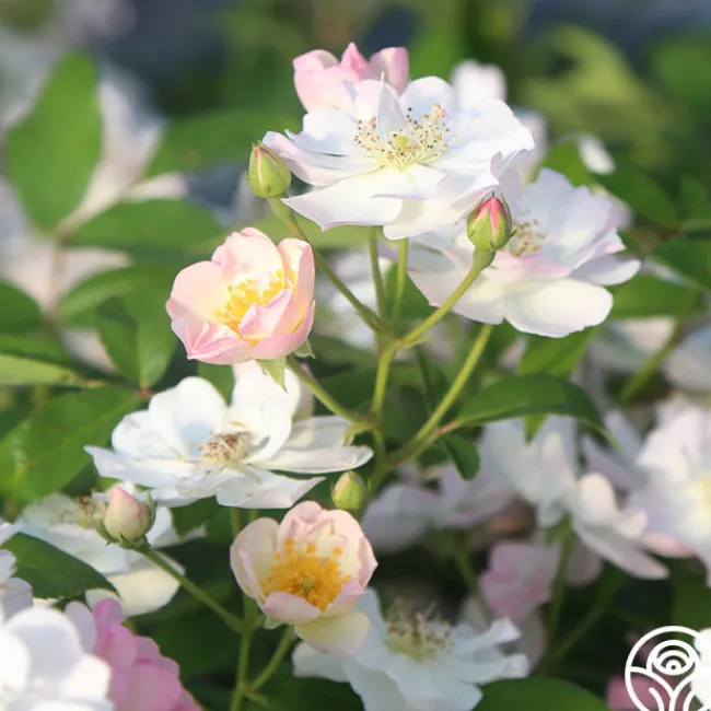 Never Forget Rose®>Heirloom Roses
