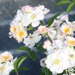 Never Forget Rose®><noscript><img width=