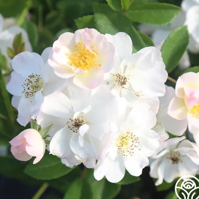 Never Forget Rose®>Heirloom Roses