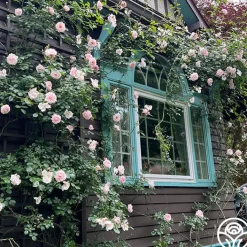 New Dawn™>Heirloom Roses