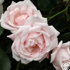 New Dawn™><noscript><img width=