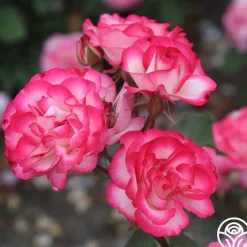 Nicole®>Heirloom Roses New