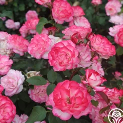 Nicole®>Heirloom Roses New