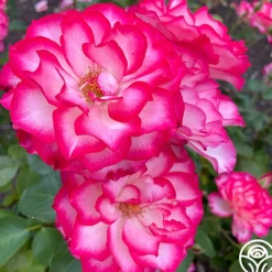 Nicole®><noscript><img width=