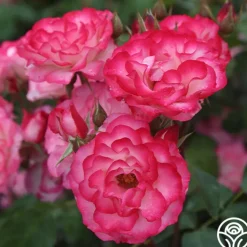 Nicole®><noscript><img width=