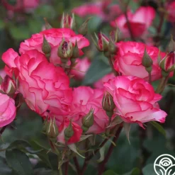 Nicole®><noscript><img width=