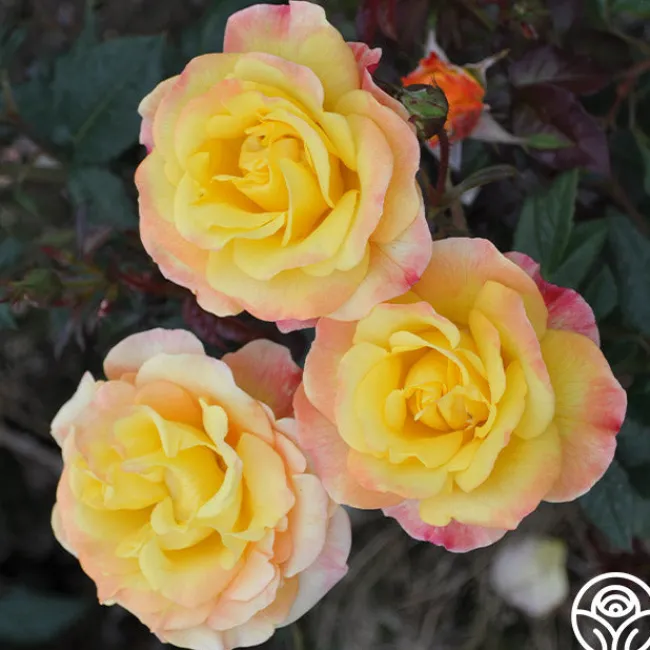 Night Light®>Heirloom Roses Sale
