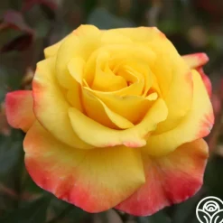 Night Light®>Heirloom Roses Sale