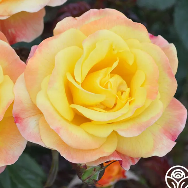 Night Light®>Heirloom Roses Sale